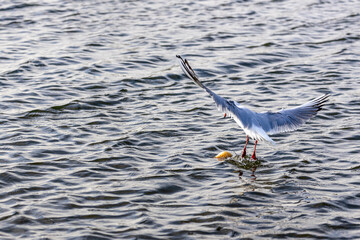 Wassertiere am Bodensee