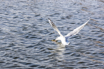 Wassertiere am Bodensee