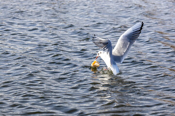 Wassertiere am Bodensee