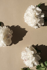 Aesthetic arranged flatlay peonies with copy space and sunlight shadows on neutral beige background. Top view