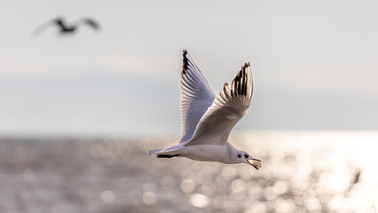 Wassertiere am Bodensee