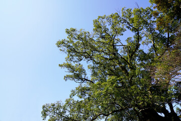 御神木のクスの木