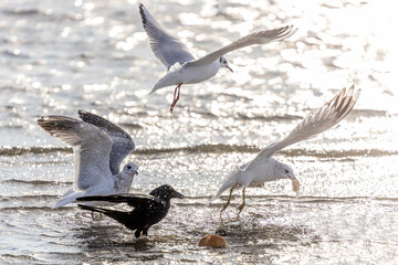 Wassertiere am Bodensee