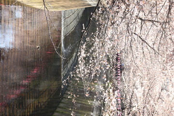 目黒川の桜。
