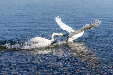 Wassertiere am Bodensee