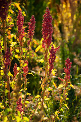 Colorful stalks of mature amaranth, a species of flowering plant in the genus amaranthus which is...