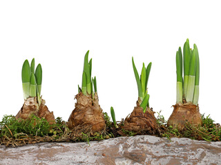 young sprouted flower bulbs of daffodils in a line planted in pot with moss isolated on white background