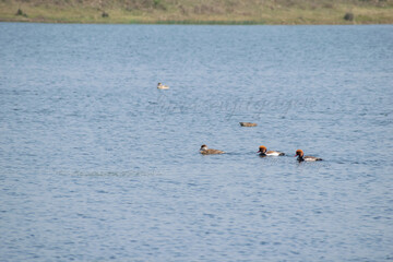 MIgratory birds playing in the cool water pond in groups. Barabani , Asansol,India.