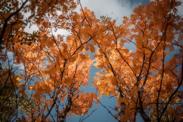 Bottom view of the golden leaves of trees