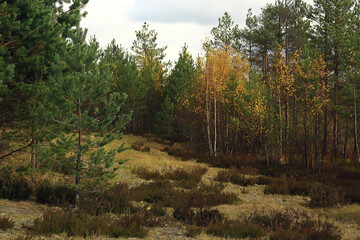 golden autumn forest landscape, mixed forest view, taiga, nature in october
