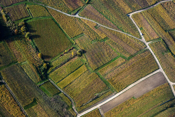 vue aérienne de vignes de champagne en automne à Ville-Dommange dans la Marne en France