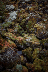 Obraz na płótnie Canvas scarocks to the north covered with lichen