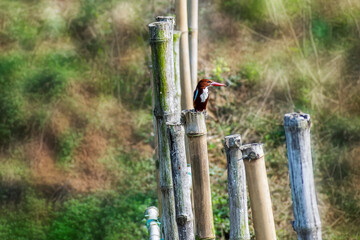 King the Kingfisher sitting on bamboo poles near  marshy land by the side of some pond.