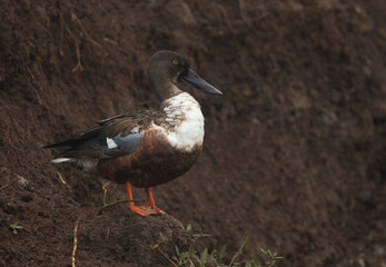 A portrait of a Northern Shoveler at Bhigwan bird sanctuary, India