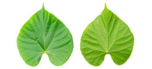 Green leaf of Tinospora cordifolia herb isolated on white background. Tinospora cordifolia has a bitter taster and used as a medicinal ingredient in traditional medicine.