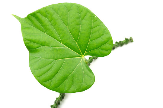 Tinospora cordifolia herb with green leaf isolated on white background. Tinospora cordifolia has a bitter taster and used as a medicinal ingredient in traditional medicine.