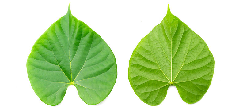 Green leaf of Tinospora cordifolia herb isolated on white background. Tinospora cordifolia has a bitter taster and used as a medicinal ingredient in traditional medicine.