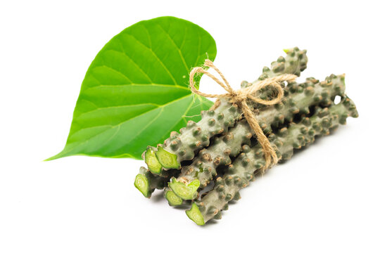 Tinospora cordifolia herb with green leaf isolated on white background. Tinospora cordifolia has a bitter taster and used as a medicinal ingredient in traditional medicine.