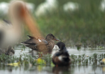 Selective focus on Northern Shoveler at the background at Bhigwan bird sanctuary, India