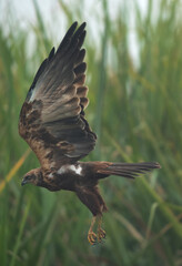 Eurasian Marsh harrier takeoff at Bhigwan bird sanctuary, Maharashtra