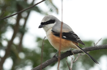 Long-tailed shrike perched on a tree at Bhigwan bird sanctuary Maharashtra