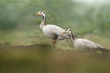 A pair of Bar-headed goose at Bhigwan bird sanctuary, India