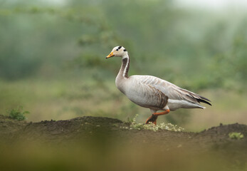 Bar-headed goose on a mound at Bhigwan bird sanctuary, India