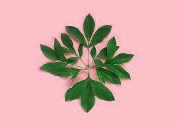Fototapeta na wymiar Green leaves of peony on pink paper background. Minimal concept backdrop.