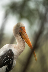 Closeup of a Painted stork at Bhigwan bird sanctuary, Maharashtra