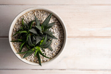 Succulent in pot on wooden table background. Copy space.