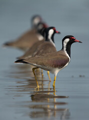 Red-wattled Lapwings in a row at Bhigwan bird sanctuary Maharashtra