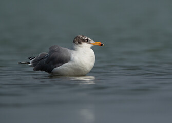 Closeup of a Great black-headed gull at Bhigwan bird sanctuary, India