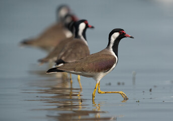 Red-wattled Lapwings at Bhigwan bird sanctuary Maharashtra