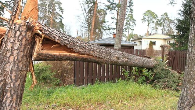large pine tree fell down from a hurricane wind panorama