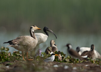 Bar-headed goose  with several other species of birds at Bhigwan bird sanctuary, India