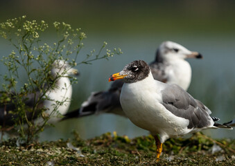 Great black-headed gulls at Bhigwan bird sanctuary, India