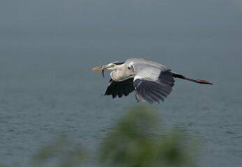 Fototapeta na wymiar A grey heron in flight with a fish catch at Bhigwan bird sanctuary, India