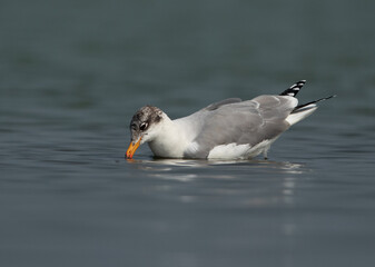 Fototapeta premium Great black-headed gull at Bhigwan bird sanctuary, India