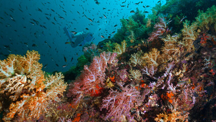 Fototapeta na wymiar Beautiful and colorful coral reef with scuba diver in the background