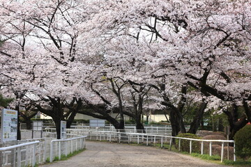 桜の咲く馬事公苑