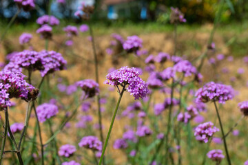 Purple Verbena blooming in park filed