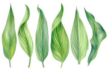 Tropical leaves. Watercolor plant illustration on isolated white background