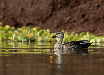 Indian spot-billed duck at Bhigwan bird sanctuary, India