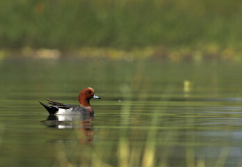 Portrait of a Eurasian wigeon at Bhigwan bird sanctuary, Maharashtra