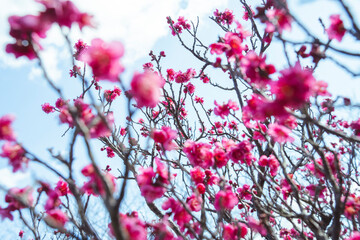 梅の花