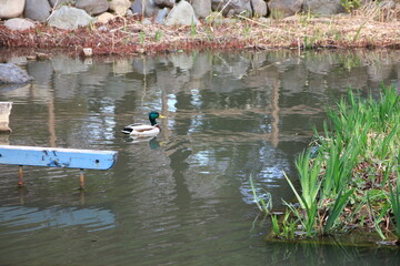 池野マガモ。馬事公苑にて。
