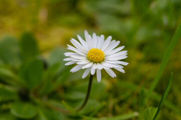 Macro photos of Bellis perennis on green field.springtime of full flowering white common daisies.Photography in natural light.