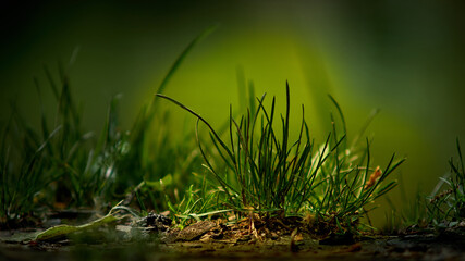 Grass in the morning