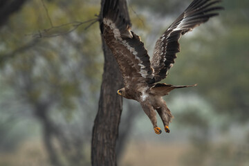 Imperial eagle takeoff at Bhigwan bird sanctuary, Maharashtra