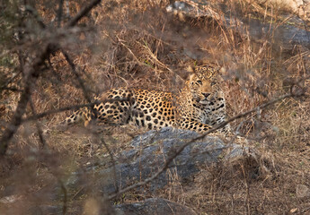 Fototapeta premium Leopard in the bushes at Jhalana National Reserve, Jaipur